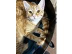 Adopt Princess Leia a Orange or Red Tabby American Shorthair / Mixed (short