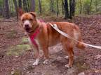 Adopt HOCUS (Sansa) a Husky / Mixed dog in Little Rock, AR (41103571)