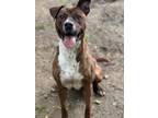 Adopt Edward a Boxer / Mixed dog in Little Rock, AR (40760702)