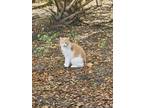 Adopt Krispy Kreme and Pumpkin a Orange or Red American Bobtail / Mixed (short