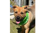 Adopt Garris a German Shepherd Dog / Mixed dog in Darlington, SC (41307808)