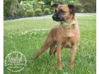 Adopt Basilisk a Brown/Chocolate Feist / Mixed dog in Newport, KY (40697435)