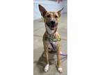 Adopt beautiful “Bambi” a Tan/Yellow/Fawn Vizsla / Basenji / Mixed dog in