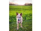 Adopt Caleb a Brindle Australian Cattle Dog / Mixed (short coat) dog in Oak