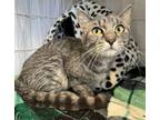 Adopt Nal Nal a Gray, Blue or Silver Tabby Domestic Shorthair / Mixed (short
