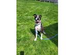 Adopt lovable “Ludington” a Black - with White Border Collie / Labrador