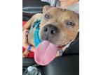 Adopt Carmen a Pit Bull Terrier dog in Windsor, CO (41023177)