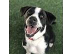 Adopt Brussel Sprout a Black Pointer / American Pit Bull Terrier dog in