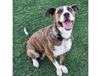 Adopt Butterscotch a Brindle American Pit Bull Terrier / Mixed Breed (Medium)
