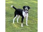 Adopt Dory a Black - with White Treeing Walker Coonhound dog in Jacksonville