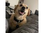 Adopt Oliver a Tan/Yellow/Fawn Standard Poodle / Beagle dog in Tampa