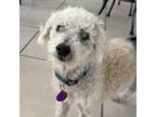Adopt Ernest a Tan/Yellow/Fawn Standard Poodle / Bichon Frise dog in Tampa