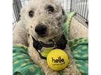 Adopt Jeff a Tan/Yellow/Fawn Standard Poodle / Bichon Frise dog in Tampa