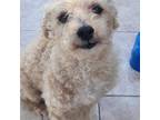 Adopt Wyatt a Tan/Yellow/Fawn Standard Poodle / Bichon Frise dog in Tampa