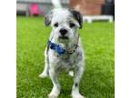 Adopt Prince a Shih Tzu / Shih Tzu dog in Tampa, FL (41068081)