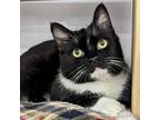 Adopt Hestia a Turkish Van cat in Knoxville, TN (41367841)