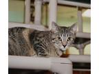 Adopt Lizzy a Brown Tabby Domestic Shorthair / Mixed Breed (Medium) / Mixed