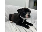 Adopt Genie a Black Terrier (Unknown Type, Medium) / Mixed Breed (Medium) /