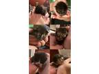 Adopt The Eclipse litter a Black & White or Tuxedo American Shorthair / Mixed