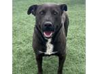 Adopt Beth a Black Australian Shepherd / American Pit Bull Terrier dog in