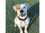Adopt Deuce a Tan/Yellow/Fawn American Pit Bull Terrier / Catahoula Leopard Dog