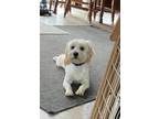 Adopt Toby a White Havanese / Mixed dog in Union Grove, WI (41312540)