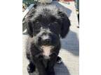 Adopt Kramerica a Black Australian Kelpie / Poodle (Standard) / Mixed dog in