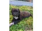 Adopt Puddle a Black - with White Border Collie / Mixed dog in Tulsa