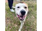 Adopt Cheeseburger a Tan/Yellow/Fawn American Pit Bull Terrier / Mixed Breed