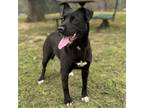 Adopt Scarlet a Black - with White Border Collie / Labrador Retriever / Mixed