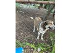 Adopt Annie a Black - with Brown, Red, Golden, Orange or Chestnut Collie /