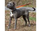 Adopt Penelope 38897 a Brindle - with White Pit Bull Terrier / Husky / Mixed dog