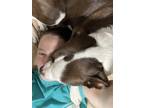 Adopt Willow a Brown/Chocolate - with White Catahoula Leopard Dog / American Pit