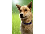 Adopt Stella a Red/Golden/Orange/Chestnut Husky / Akita / Mixed dog in Dry Fork