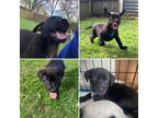 Adopt Onyx a Black Blue Heeler / Australian Cattle Dog / Mixed dog in Speedway