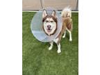 Adopt Ace (Real Name) 369745 a Brindle Alaskan Malamute / Mixed Breed (Medium) /