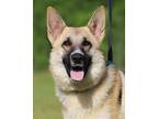 Adopt Brenna a German Shepherd Dog / Mixed dog in North Fort Myers