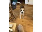 Adopt Emily a Tricolor (Tan/Brown & Black & White) Treeing Walker Coonhound /