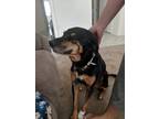 Adopt Haylee a Black - with Tan, Yellow or Fawn Mutt / Mixed dog in Poway