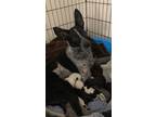 Adopt Tilly a White - with Black Blue Heeler / Mixed dog in Speedway