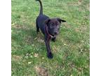 Adopt Cole a Black Blue Heeler / Australian Cattle Dog / Mixed dog in Speedway