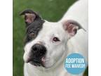 Adopt Baldr a White American Pit Bull Terrier / Mixed Breed (Medium) / Mixed
