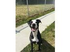 Adopt Wilma a Black Great Dane / American Pit Bull Terrier / Mixed (short coat)