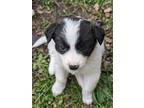 Adopt Lilypad a White - with Black Border Collie / Mixed dog in Tulsa
