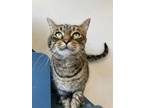 Adopt Milo a Brown Tabby Domestic Shorthair / Mixed Breed (Medium) / Mixed