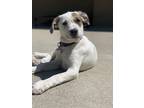 Adopt Missy a White - with Black Australian Cattle Dog / Mixed dog in Paso