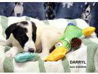Adopt Darryl-35174 a White Border Collie / Mixed Breed (Medium) / Mixed (medium