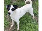 Adopt Richie a Tricolor (Tan/Brown & Black & White) Jack Russell Terrier / Mixed