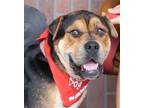 Adopt Sir Oliver - Adopt Me! a Shar Pei / Mastiff / Mixed dog in Lake Forest