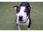 Adopt Zero a Black Bull Terrier / Mixed Breed (Medium) / Mixed (short coat) dog